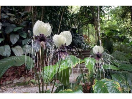 Орхидея на белия прилеп/ Tacca integrifolia/ 1 бр - 2