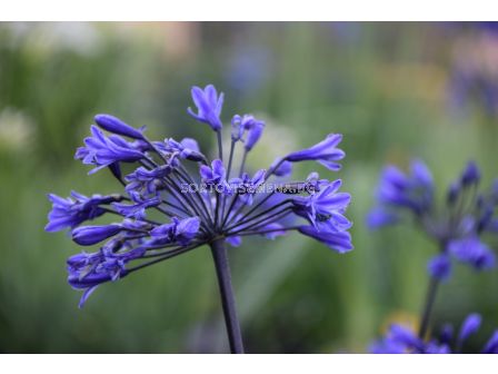 Агапантус Intermedia - 1 бр.