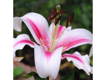 Лилиум Sonora / 1 оп-2 бр