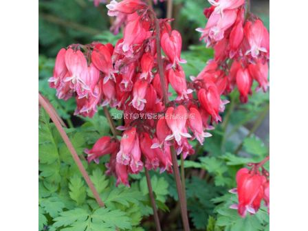 Дицентра /Dicentra Formosa Luxuriant/ 1 бр