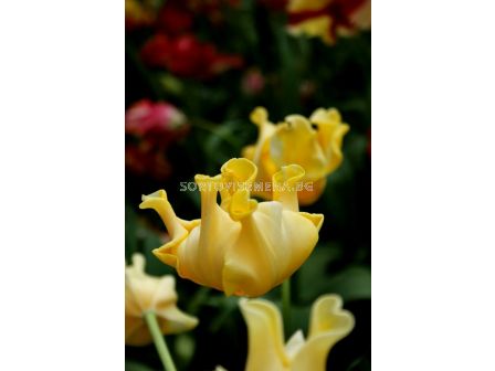 лале Yellow Crown (Special edition)