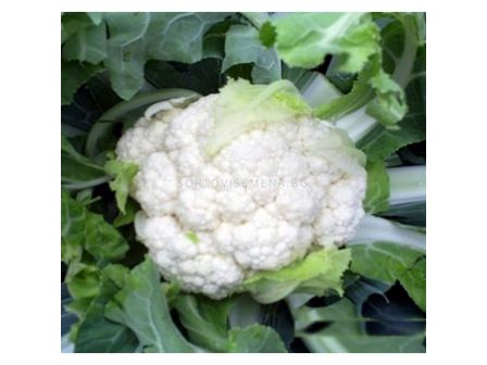 Семена Семена за Карфиол Авизо F1 ( Aviso F1 ) 1 оп-2 500  сем