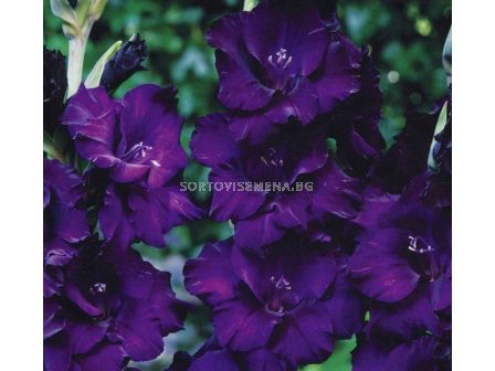 Гладиол / Gladiolus Mombassa / 