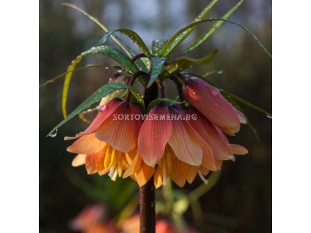 Фритилария / Fritillaria imperialis 'Early Dream' / 1 бр