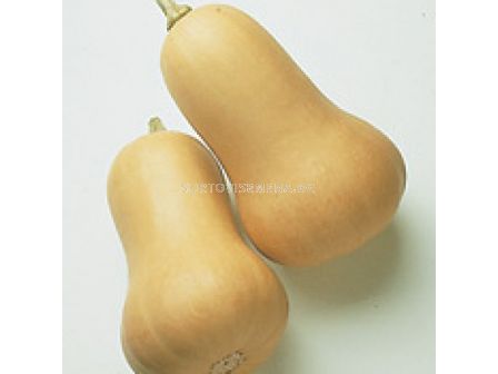 Семена тиква Early Butternut /Atlanta Seed/ - 500 семена