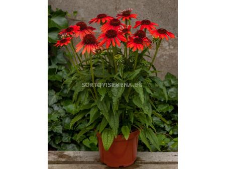 Ехинацея червена /Echinacea Purpurea Red/ 1 бр