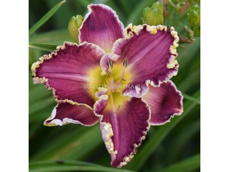 Хемерокалис Storm of the Century / 1 бр