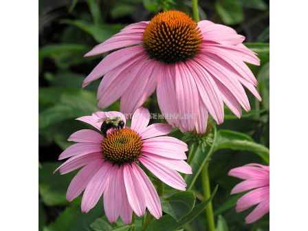 Ехинацея розова /Echinacea Pink/ 1 бр