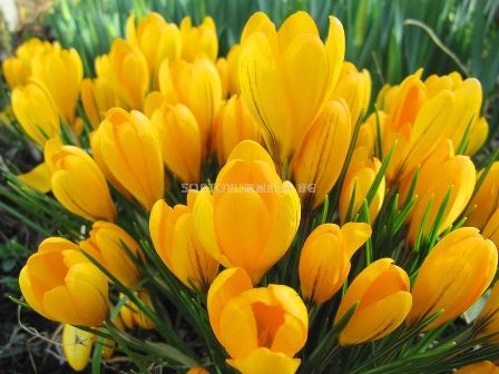 Едроцветен минзухар (Crocus) Yellow Giant 