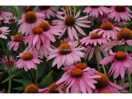 Ехинацея (Echinacea purpurea)