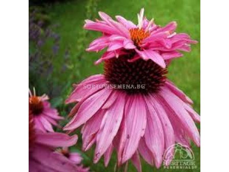 Ехинацея кичеста (Echinacea Double decker)