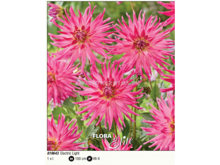 Далия кактус Electric Light/ Dahlia cactus  - 1 бр.