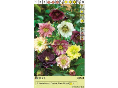 Кукуряк микс -  Helleborus Double Ellen Mixed - 3 бр. - 2