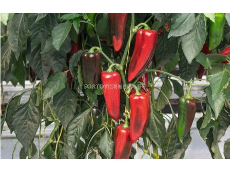 Пипер капия / Elzem F1 / Bejo - 1000 семена