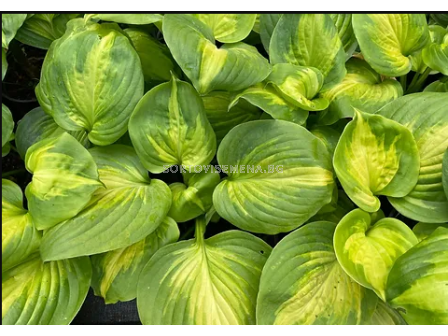 Хоста Enchiladas/ Hosta - 1 брой