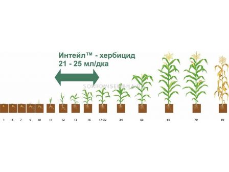 Интейл - 1 л