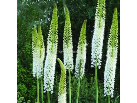 Еремурус/ Eremurus 'Line dance - 1 бр. - 1