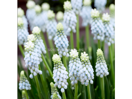 Мускари/ Muscari armeniacum Esther - 1 бр. - 1