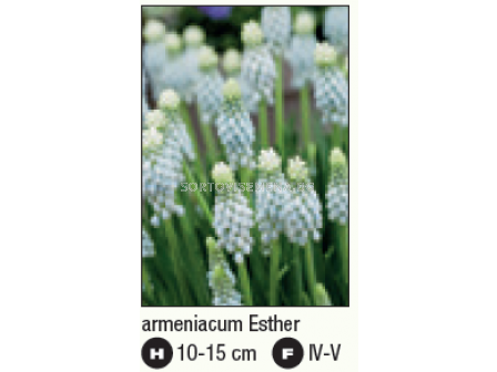 Мускари/ Muscari armeniacum Esther - 1 бр. - 2