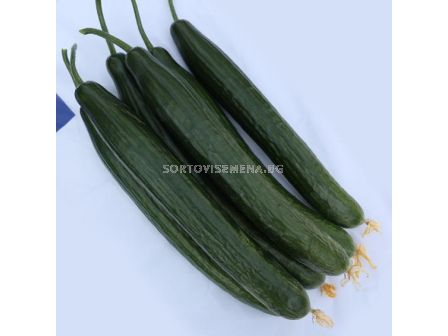 Семена краставици Есбен F1 - 100 семена - 1