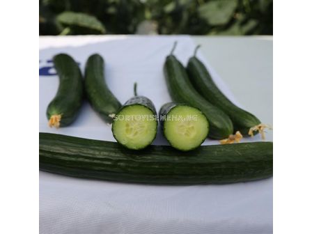 Семена краставици Есбен F1 - 100 семена - 3