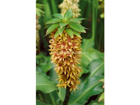 Еукомис Eucomis bicolor - размер XXL