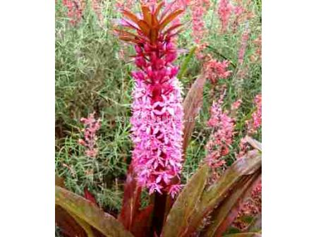 Еукомис Comosa 20+ 