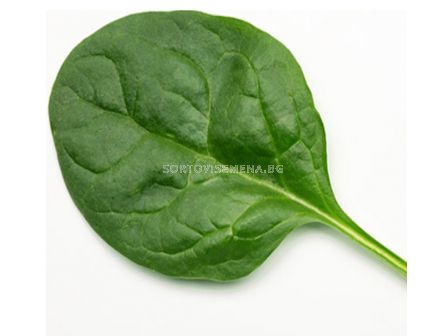 Семена спанак Eвок/ Evoque F1 -  50 000 семена - 1