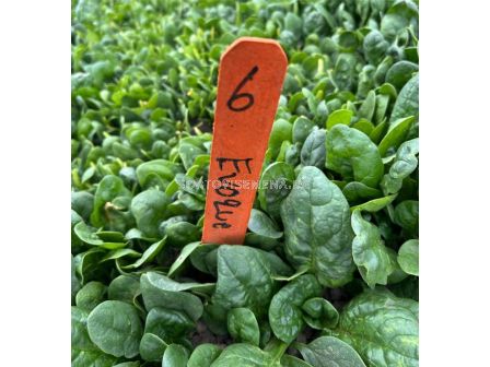 Семена спанак Eвок/ Evoque F1 -  50 000 семена - 2