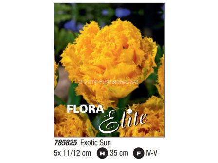 Лале/ Tulipa fringed double Exotic Sun - Пакет: 1 оп. -  5 бр.