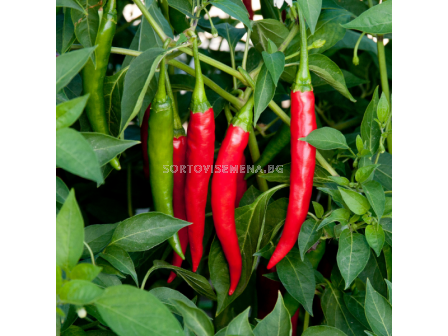 СЕМЕНА ПИПЕР ЛЮТ КАЙЕН 100С HOT PEPPER CAYENNE - EX-HTP01 F1   - sortovisemena.bg СЕМЕНА ПИПЕР ЛЮТ КАЙЕН 100С HOT PEPPER CAYENNE - EX-HTP01 F1