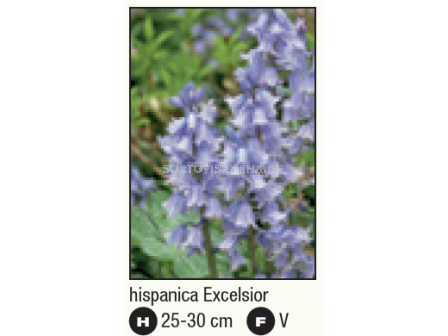 Лъжезюмбюл/ Hyacinthoides hispanica Excelsior -1 бр. - 2