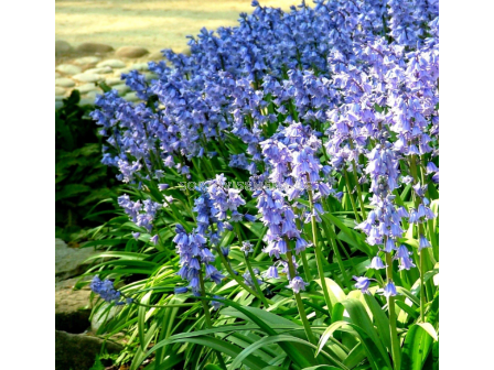 Лъжезюмбюл/ Hyacinthoides hispanica Excelsior -1 бр. - 1
