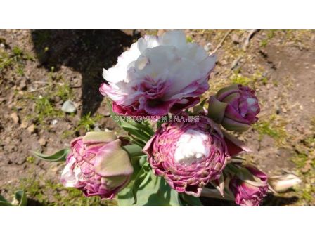 лале (Tulipa Peggy Wonder) 1 оп- 5 бр