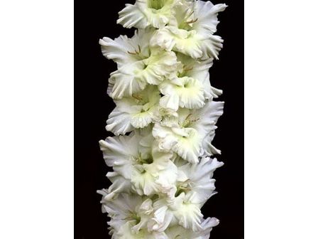Гладиол Gladiolus Snowy Frizzle 1 бр