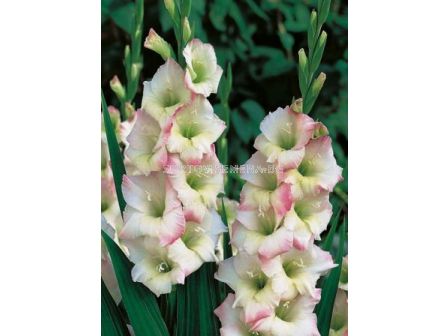 Гладиол (Gladiolus) Cream Perfection