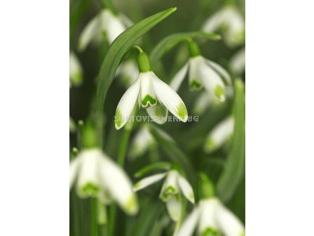 Кокиче /Galanthus nivalis 'Viridi-apice''/ 1 бр