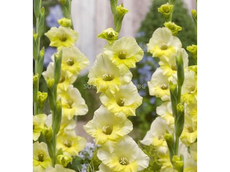 Гладиол /Gladiolus  'Banana Ice' /1 бр