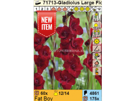 Гладиол Fat Boy/ Gladiolus - 1 брой