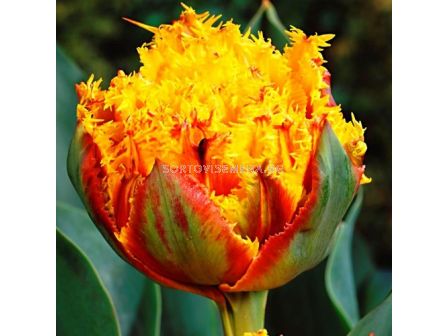 Лале Double Fringed Crispion Beauty 1 бр