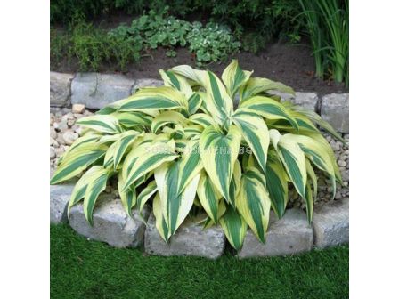 Хоста - Hosta Lakeside Dragonfly -1 бр