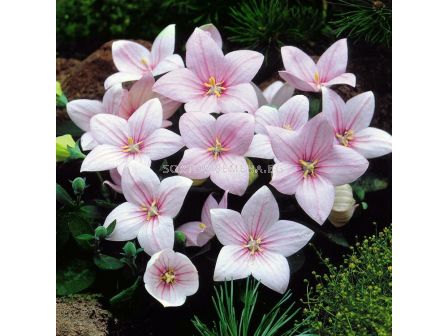 Платикодон Pink/ 1 бр