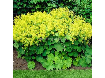 Алхемила mollis/ 1 оп-3 бр 