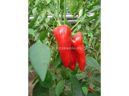 Семена пипер ФЕРАРО /капия/ - 1000 с.