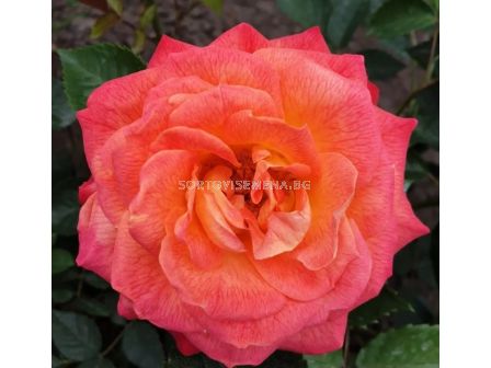Роза Feurio (Хибридна роза) - Kordes - 1 брой - 4