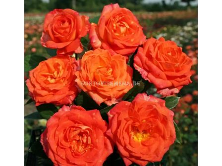 Роза Feurio (Хибридна роза) - Kordes - 1 брой - 7