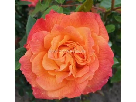 Роза Feurio (Хибридна роза) - Kordes - 1 брой - 2