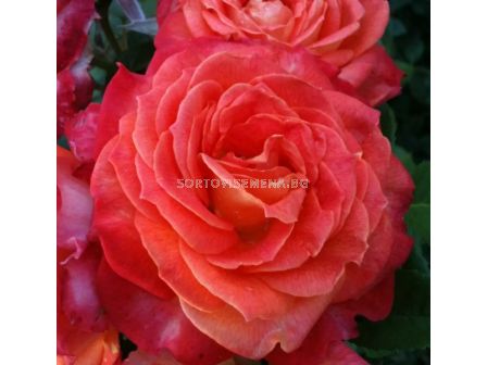 Роза Feurio (Хибридна роза) - Kordes - 1 брой - 3