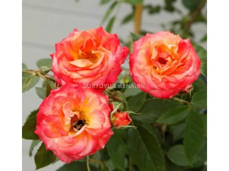 Роза Feurio (Хибридна роза) - Kordes - 1 брой - 8