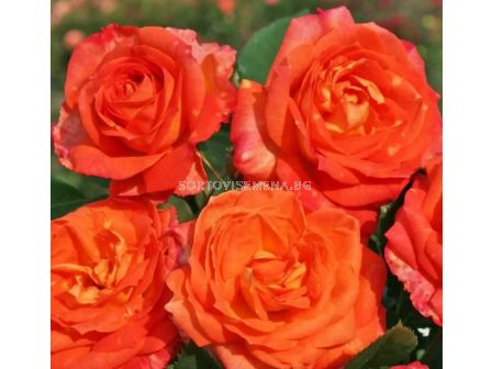 Роза Feurio (Хибридна роза) - Kordes - 1 брой - 5